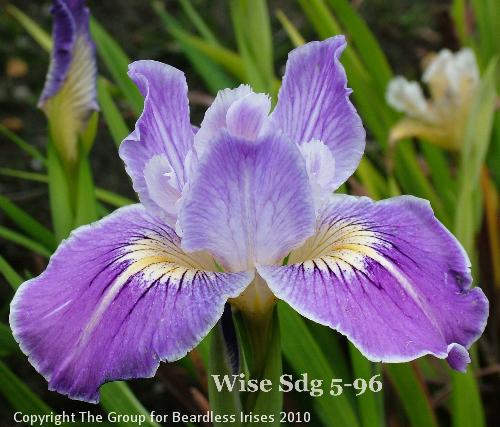 Wise Sdg 5-96 (2)